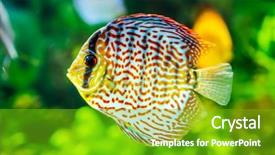  Presentation with acadenuc green - PPT layouts consisting of symphysodon discus in an aquarium background and a shamrock green colored foreground