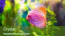  Presentation with green - Presentation theme with symphysodon discus in an aquarium background and a  colored foreground