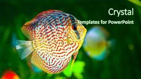  Presentation with green - Cool new PPT layouts with symphysodon discus in an aquarium backdrop and a forest green colored foreground