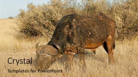  Presentation with south africa - Colorful presentation design enhanced with syncerus caffer grazing in grassland backdrop and a coral colored foreground