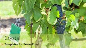  Presentation with border - Presentation theme enhanced with syrah on the czech-austrian border near the village of hnanice background and a yellow colored foreground