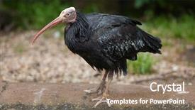  Presentation with bald - Presentation having syria - northern bald ibis geronticus eremita background and a coral colored foreground