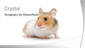  Presentation with civil war syrian - Slide deck consisting of syrian-hamster-isolated background and a white colored foreground