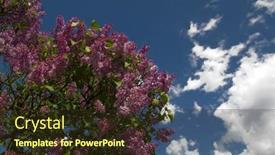  Presentation with olive tree - Amazing presentation theme having syringa-lilac-is-flowering-plant backdrop and a tawny brown colored foreground