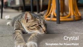  Presentation with free cat - Slides consisting of colorful tulips flowers blooming in a garden background and a tawny brown colored foreground.