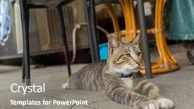  Presentation with free cat - Slides featuring tabby cat lying background and a gray colored foreground