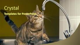  Presentation with water tap - Slide set with tabby-cat-playing background and a tawny brown colored foreground