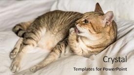  Presentation with wash - Presentation enhanced with tabby cat wash and stay background and a soft green colored foreground