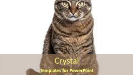  Presentation with cat - Slide deck having tabby-crossbreed-cat-sitting background and a coral colored foreground