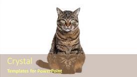  Presentation with cat - Presentation design with tabby-crossbreed-cat-sitting and a  colored foreground