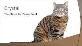  Presentation with waiting - Theme with tabby-crossbreed-cat-waiting-sitting background and a  colored foreground