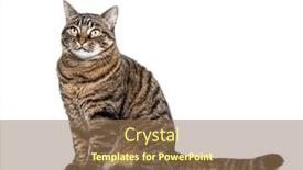  Presentation with cat and moon - PPT theme having tabby-crossbreed-cat-waiting-sitting background and a coral colored foreground