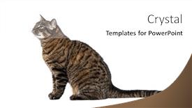  Presentation with dog cat horse - Presentation theme having tabby-crossbreed-cat-waiting-sitting background and a  colored foreground