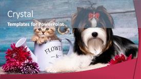  Presentation with kitten - Slide set consisting of tabby-cute-kitten-and-puppy background and a seafoam green colored foreground