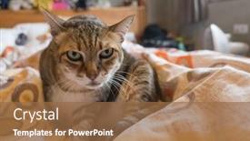  Presentation with fat - Audience pleasing PPT theme consisting of tabby-fat-cat-lying backdrop and a tawny brown colored foreground