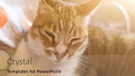  Presentation with fat - Slide set with tabby-fat-cat-lying background and a coral colored foreground