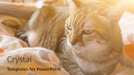  Presentation with fat - Cool new presentation theme with tabby-fat-cat-lying backdrop and a coral colored foreground