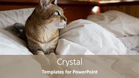  Presentation with fat - Presentation theme featuring tabby-fat-cat-lying background and a coral colored foreground