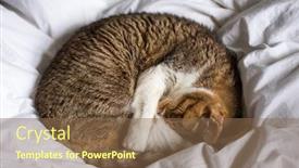  Presentation with fat - Audience pleasing presentation consisting of tabby-fat-cat-lying backdrop and a tawny brown colored foreground