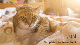  Presentation with fat - Amazing presentation theme having tabby-fat-cat-lying backdrop and a coral colored foreground