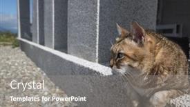  Presentation with fat - PPT layouts having tabby-fat-cat-sit background and a  colored foreground