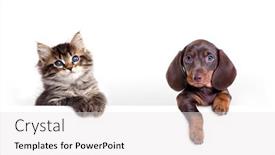  Presentation with dachshund - Slides enhanced with tabby-fluffy-kitten-and-dachshund background and a white colored foreground