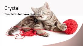  Presentation with kitten - Slides having tabby kitten playing red clew background and a white colored foreground