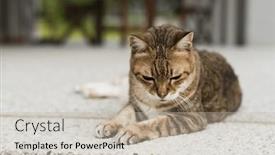  Presentation with fat - PPT theme enhanced with tabby-old-fat-cat-closeup background and a mint green colored foreground