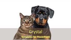 Presentation with dog cat - PPT layouts enhanced with tabby-striped-mixed-breed-cat background and a tawny brown colored foreground