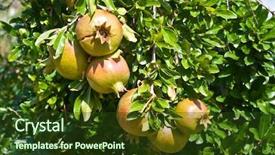  Presentation with green leaves - Colorful PPT layouts enhanced with tabernacule backgrounds - pomegranates on a background backdrop and a tawny brown colored foreground