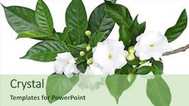 Presentation with pinwheel - Amazing presentation design having tabernaemontana divaricata crape jasmine pinwheel flower isolated on white background backdrop and a mint green colored foreground