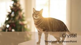  Presentation with white christmas - Amazing theme having table at home with christmas backdrop and a coral colored foreground