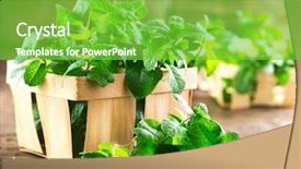  Presentation with green leaf - Slide deck consisting of table closeup selective focus peppermint background and a seafoam green colored foreground