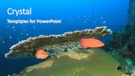  Presentation with fish ocean - Beautiful slides featuring table coral and grouper fish backdrop and a gray colored foreground