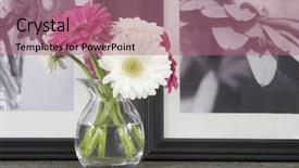  Presentation with pink and white balloons - Colorful PPT theme enhanced with tablescapes - pink and white gerber daisies backdrop and a coral colored foreground