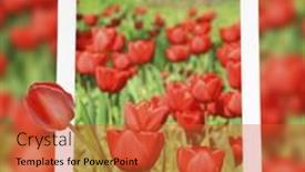  Presentation with poppies - Amazing slide deck having tablet-with-nature-wallpaper backdrop and a red colored foreground