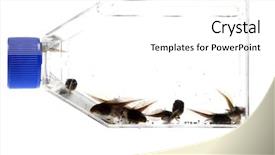  Presentation with frog - Amazing PPT theme having tado - tree frog tad poles backdrop and a white colored foreground