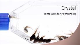  Presentation with frog - Slide set consisting of tado - tree frog tad poles background and a pink colored foreground