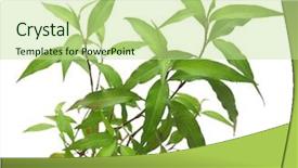  Presentation with pepper - Slide deck featuring tado - water pepper background and a mint green colored foreground