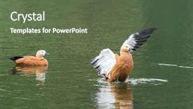  Presentation with water woman swimming underwater - Audience pleasing PPT theme consisting of tadorna ferruginea swimming in water backdrop and a tawny brown colored foreground