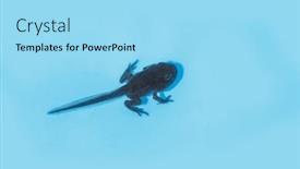  Presentation with tadpole - Presentation enhanced with tadpole-in-the-palm background and a arctic colored foreground