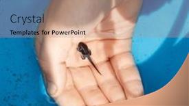  Presentation with tadpole - Slide set with tadpole-in-the-palm background and a coral colored foreground