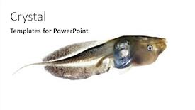  Presentation with tadpole - PPT theme featuring tadpole-of-an-african-banded background and a white colored foreground