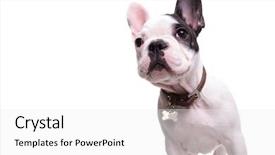  Presentation with cute christmas pug puppy dog - PPT layouts consisting of tag - curious little french bulldog puppy background and a white colored foreground