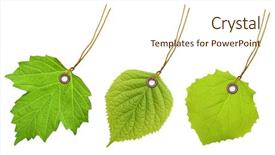  Presentation with green leaf - PPT layouts featuring tag label green leaf isolated background and a cream colored foreground