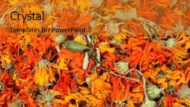 Presentation with herbal medicine flowers - Beautiful slides featuring taget - marigold flowers are drying backdrop and a gold colored foreground