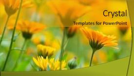  Presentation with pot marigold - Colorful slide deck enhanced with taget - pot marigold in the summertime backdrop and a gold colored foreground