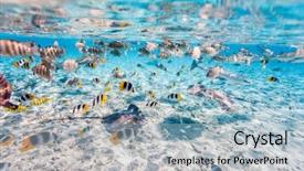  Presentation with sharks - Slide set featuring tahiti - colorful fish stingray and black background and a light blue colored foreground