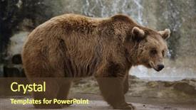  Presentation with brown bear - Presentation theme featuring taiga - brown bear ursus arctos wild background and a tawny brown colored foreground