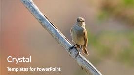  Presentation with bird - Slide set having taiga red-throated flycatcher migratory background and a  colored foreground